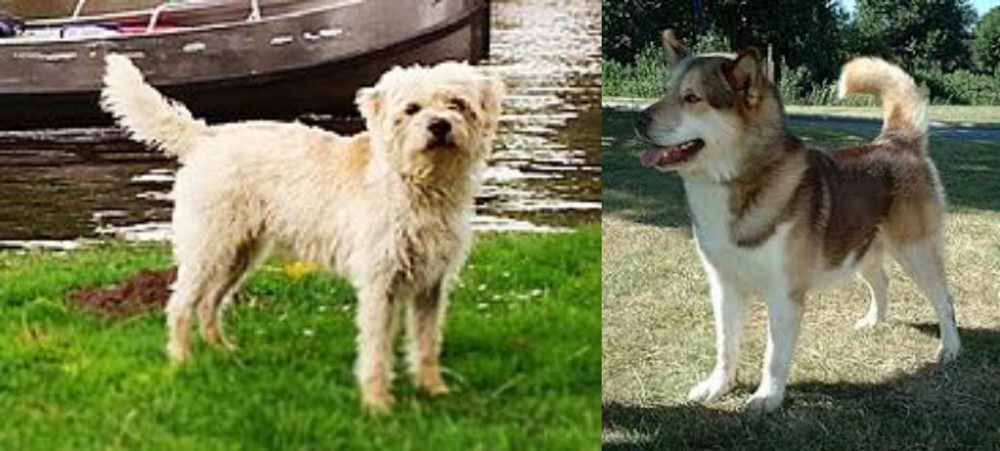 Greenland Dog vs Dutch Smoushond - Breed Comparison