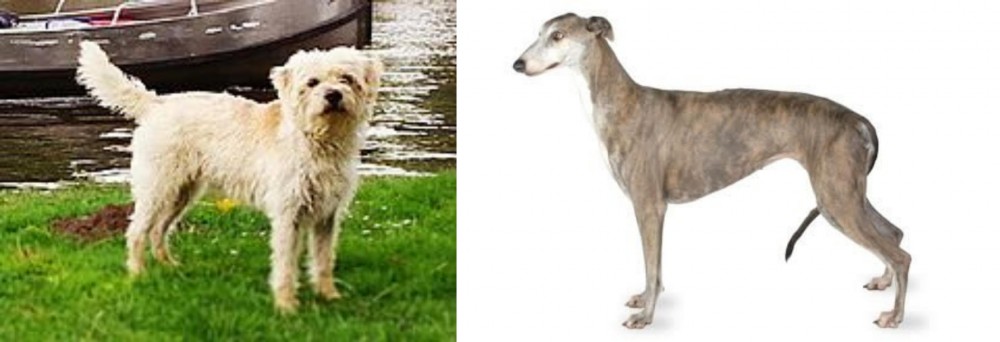 Greyhound vs Dutch Smoushond - Breed Comparison