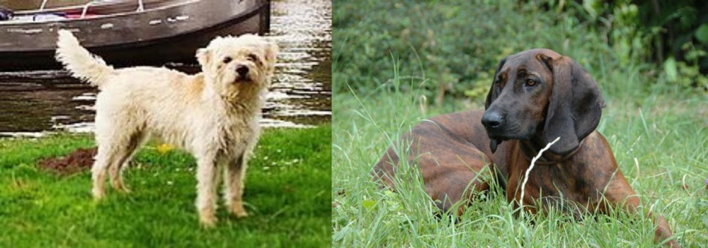 Hanover Hound vs Dutch Smoushond - Breed Comparison