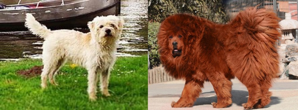 Himalayan Mastiff vs Dutch Smoushond - Breed Comparison