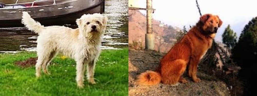 Himalayan Sheepdog vs Dutch Smoushond - Breed Comparison
