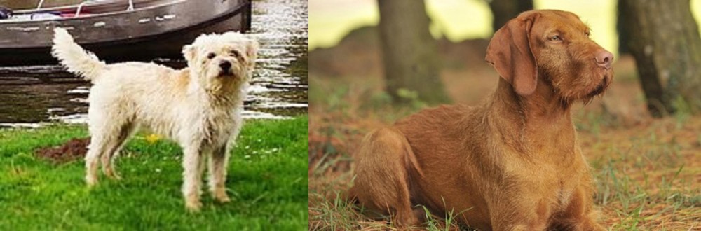 Hungarian Wirehaired Vizsla vs Dutch Smoushond - Breed Comparison