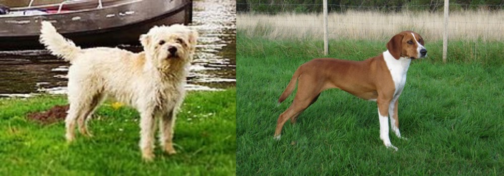 Hygenhund vs Dutch Smoushond - Breed Comparison