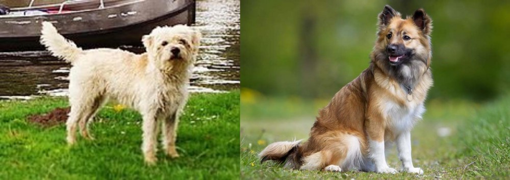 Icelandic Sheepdog vs Dutch Smoushond - Breed Comparison