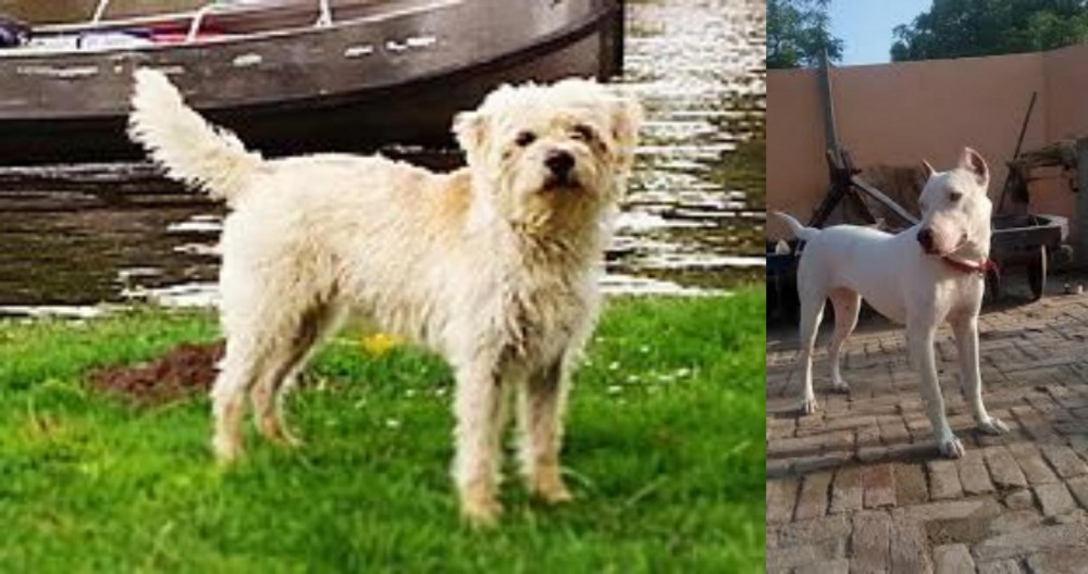 Indian Bull Terrier vs Dutch Smoushond - Breed Comparison