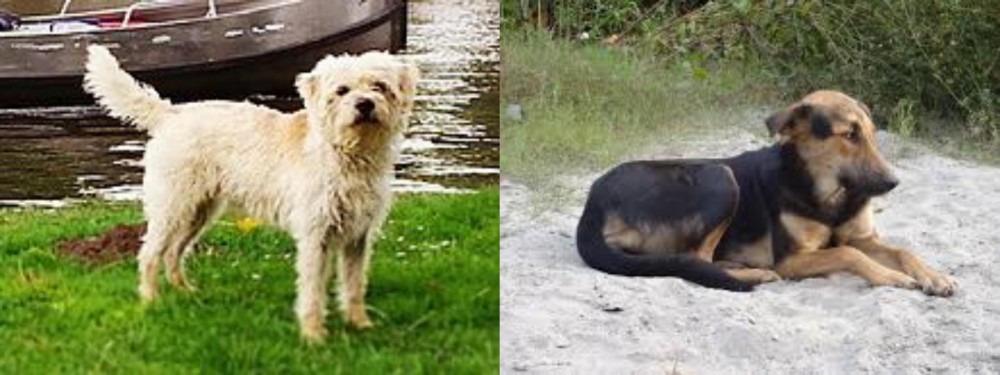 Indian Pariah Dog vs Dutch Smoushond - Breed Comparison
