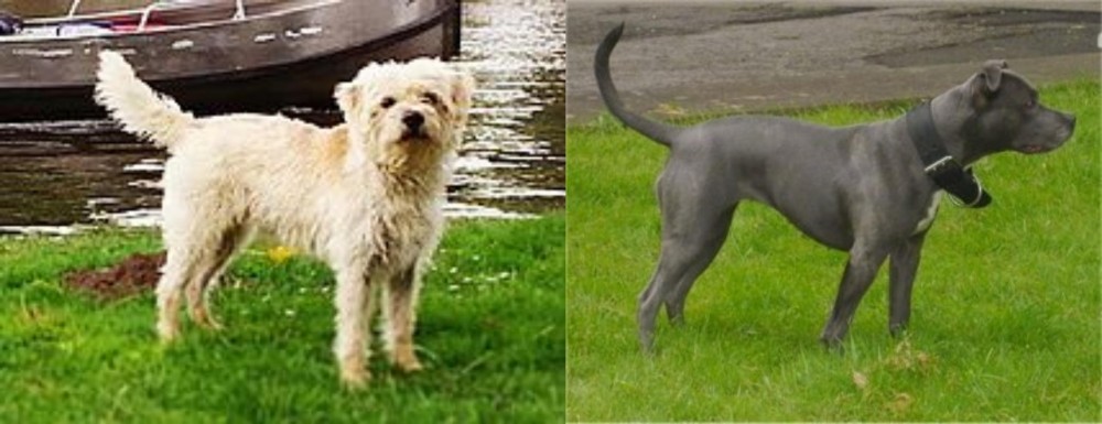 Irish Bull Terrier vs Dutch Smoushond - Breed Comparison