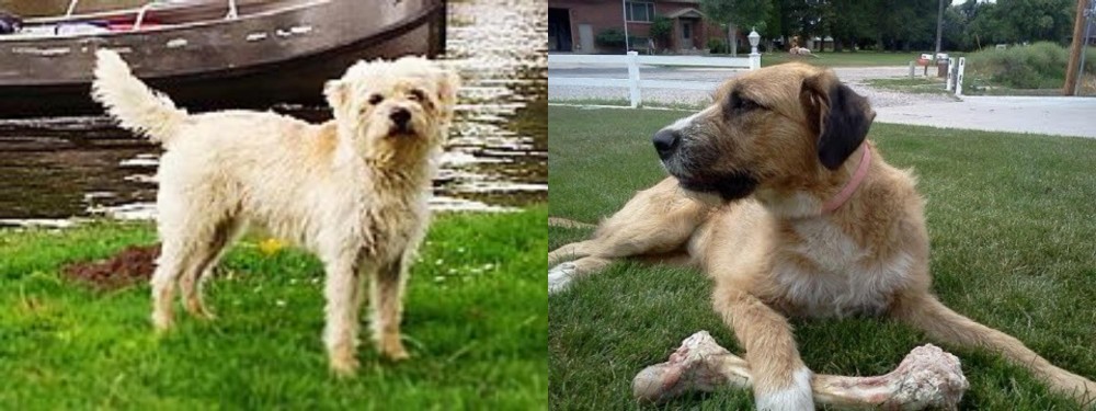 Irish Mastiff Hound vs Dutch Smoushond - Breed Comparison