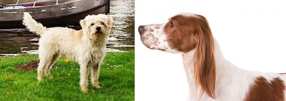 Irish Red and White Setter vs Dutch Smoushond - Breed Comparison