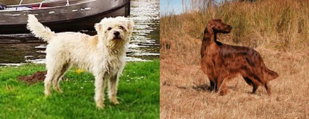 Irish Setter vs Dutch Smoushond - Breed Comparison