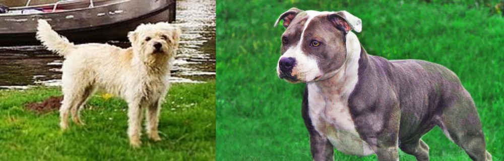 Irish Staffordshire Bull Terrier vs Dutch Smoushond - Breed Comparison