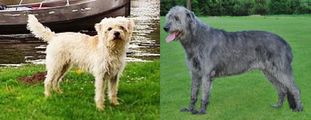 Irish Wolfhound vs Dutch Smoushond - Breed Comparison