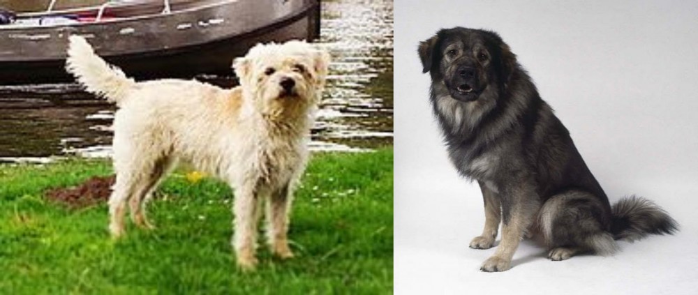 Istrian Sheepdog vs Dutch Smoushond - Breed Comparison