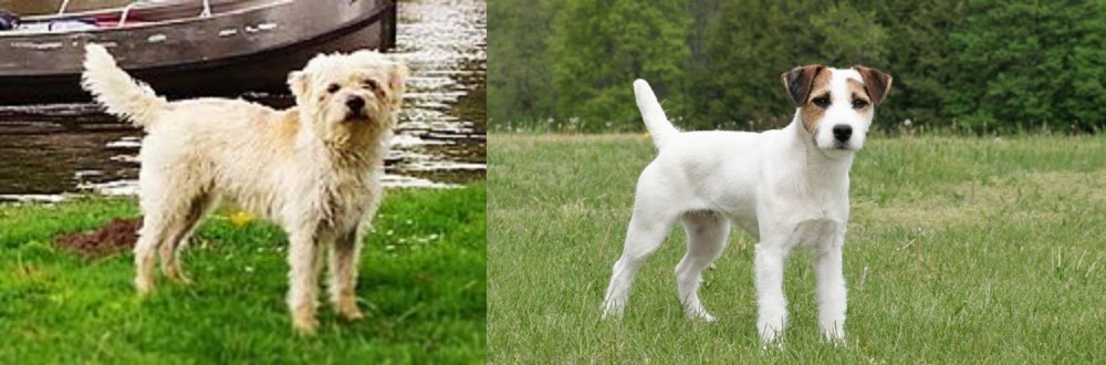 Jack Russell Terrier vs Dutch Smoushond - Breed Comparison