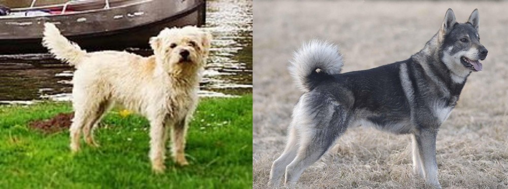 Jamthund vs Dutch Smoushond - Breed Comparison