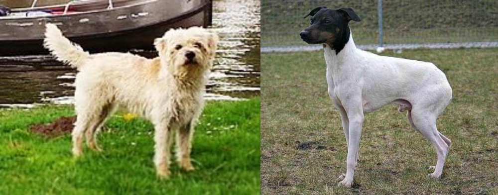 Japanese Terrier vs Dutch Smoushond - Breed Comparison