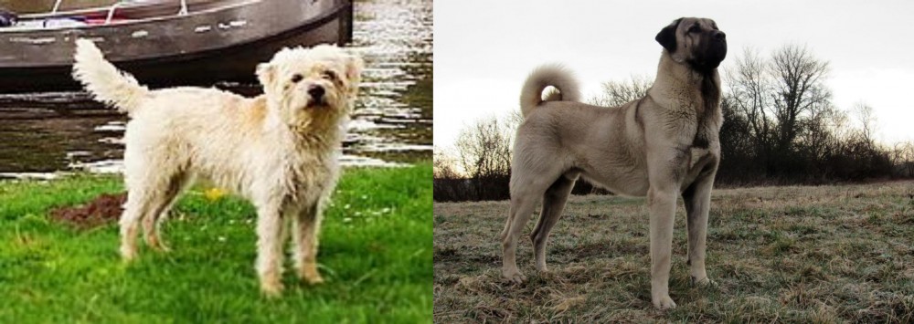 Kangal Dog vs Dutch Smoushond - Breed Comparison