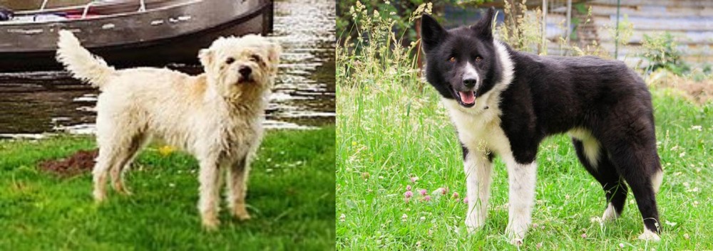 Karelian Bear Dog vs Dutch Smoushond - Breed Comparison