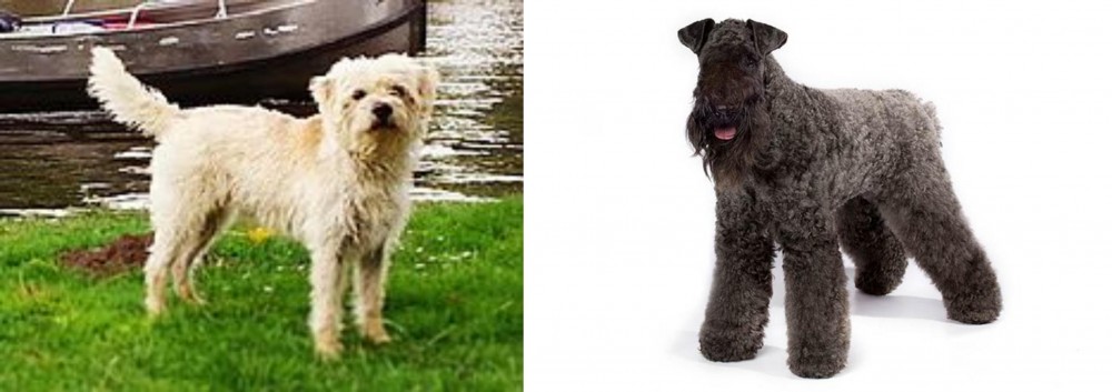 Kerry Blue Terrier vs Dutch Smoushond - Breed Comparison