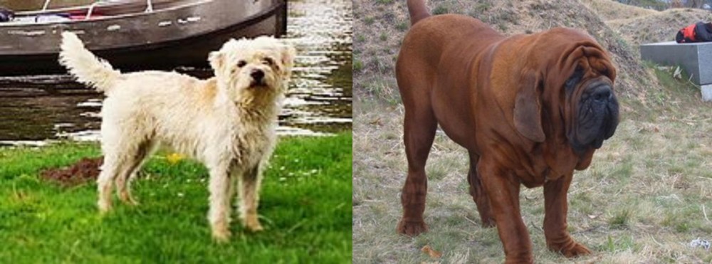 Korean Mastiff vs Dutch Smoushond - Breed Comparison