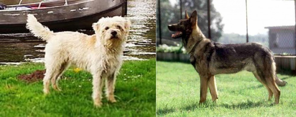 Kunming Dog vs Dutch Smoushond - Breed Comparison