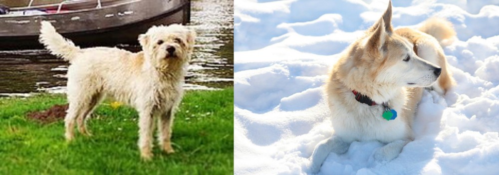 Labrador Husky vs Dutch Smoushond - Breed Comparison