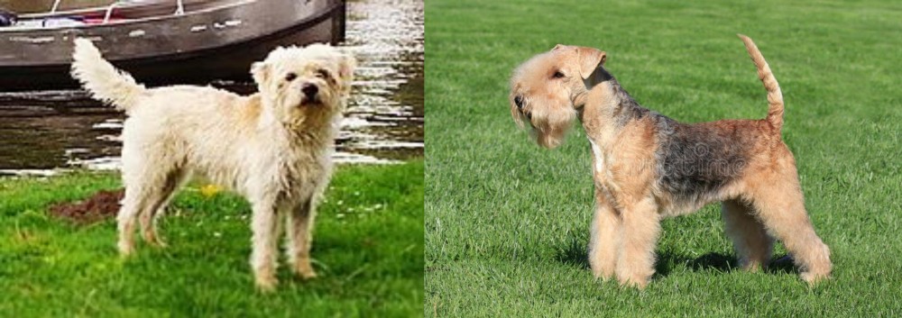 Lakeland Terrier vs Dutch Smoushond - Breed Comparison