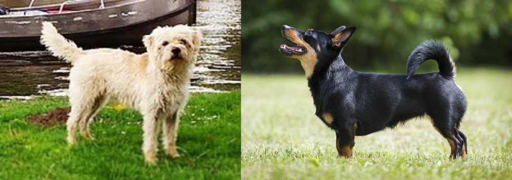 Lancashire Heeler vs Dutch Smoushond - Breed Comparison