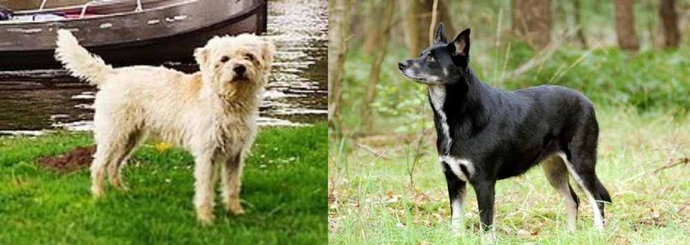 Lapponian Herder vs Dutch Smoushond - Breed Comparison