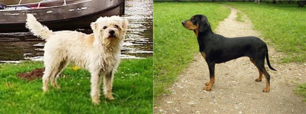 Latvian Hound vs Dutch Smoushond - Breed Comparison