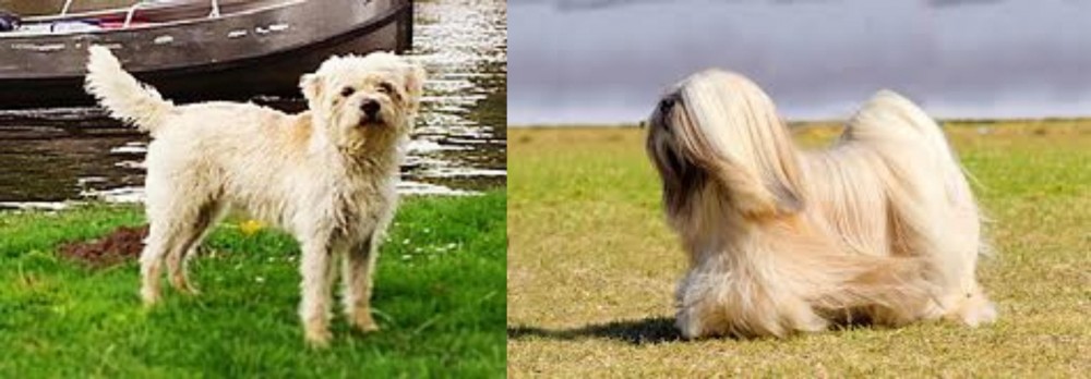 Lhasa Apso vs Dutch Smoushond - Breed Comparison