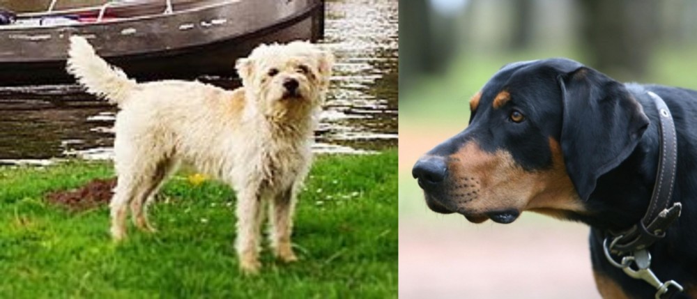 Lithuanian Hound vs Dutch Smoushond - Breed Comparison