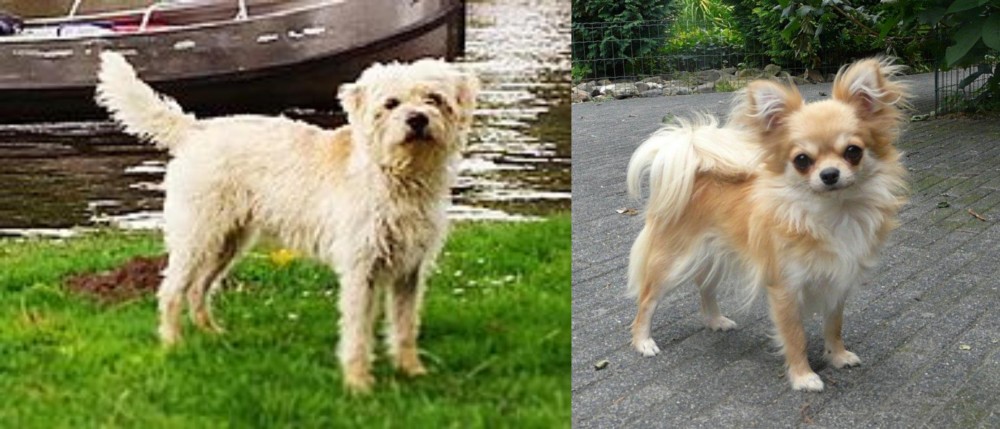 Long Haired Chihuahua vs Dutch Smoushond - Breed Comparison