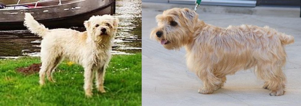 Lucas Terrier vs Dutch Smoushond - Breed Comparison