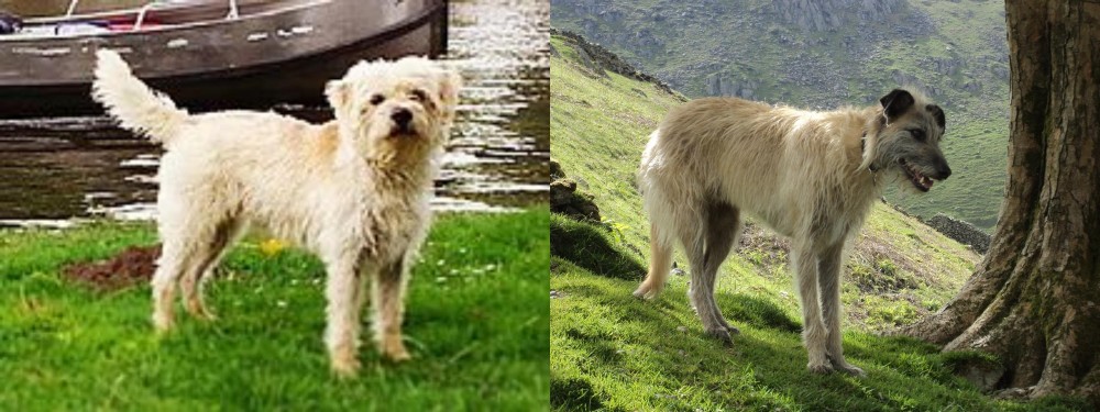 Lurcher vs Dutch Smoushond - Breed Comparison