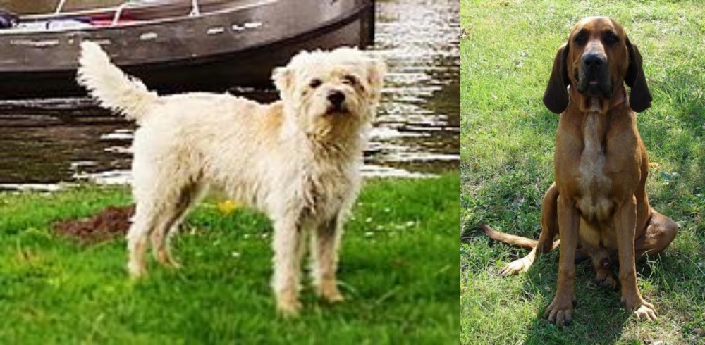 Majestic Tree Hound vs Dutch Smoushond - Breed Comparison