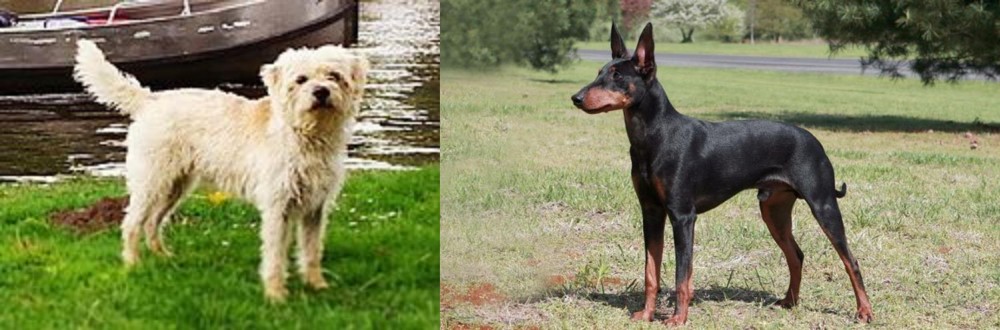 Manchester Terrier vs Dutch Smoushond - Breed Comparison