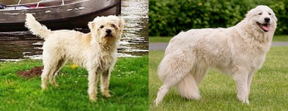 Maremma Sheepdog vs Dutch Smoushond - Breed Comparison