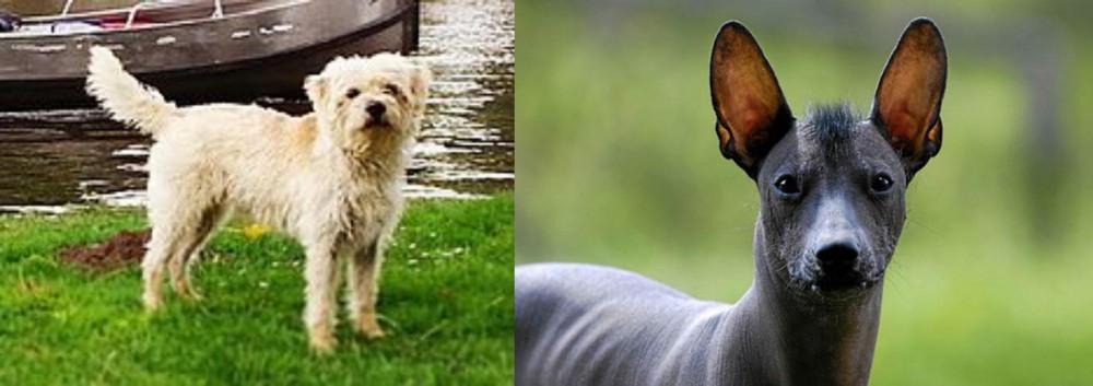 Mexican Hairless vs Dutch Smoushond - Breed Comparison