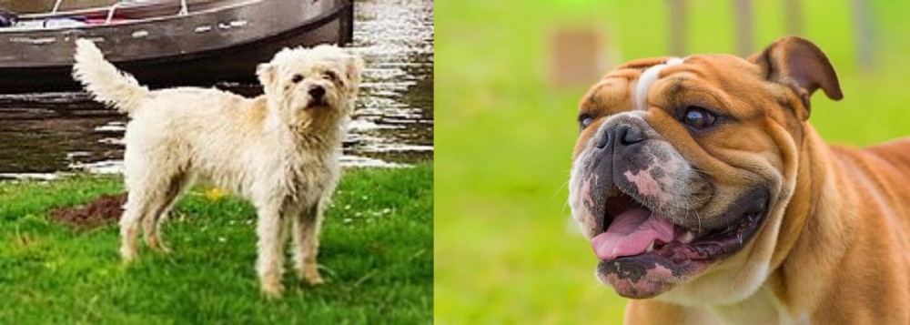 Miniature English Bulldog vs Dutch Smoushond - Breed Comparison
