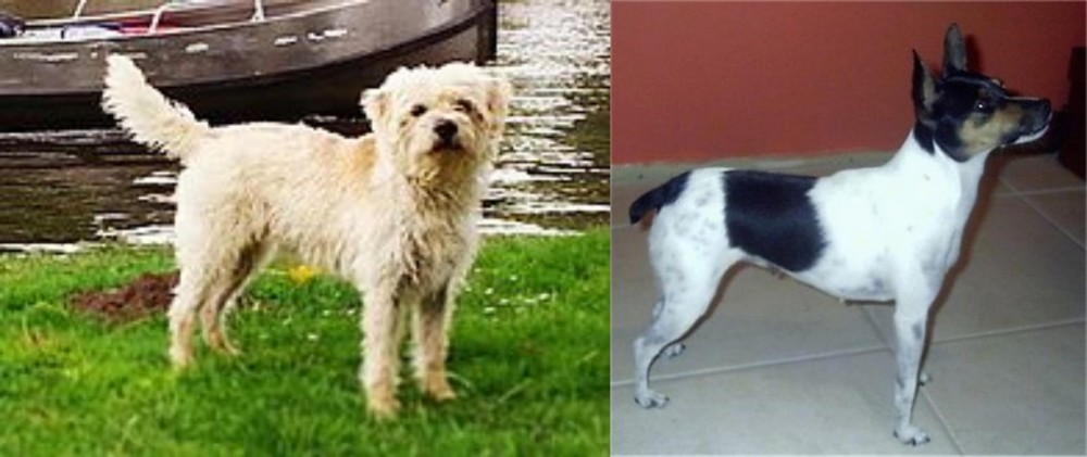 Miniature Fox Terrier vs Dutch Smoushond - Breed Comparison
