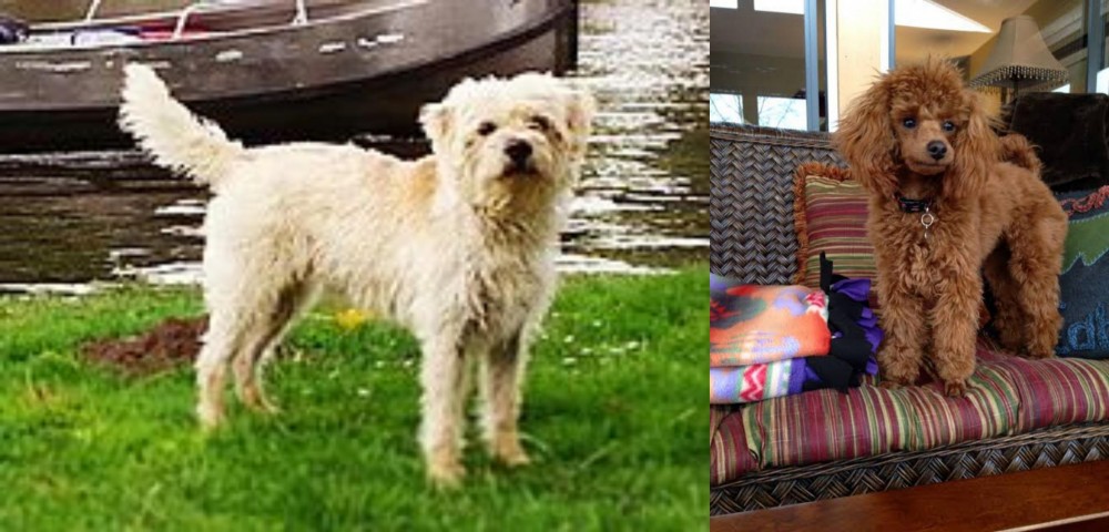 Miniature Poodle vs Dutch Smoushond - Breed Comparison