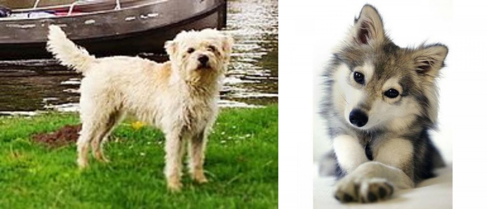 Miniature Siberian Husky vs Dutch Smoushond - Breed Comparison