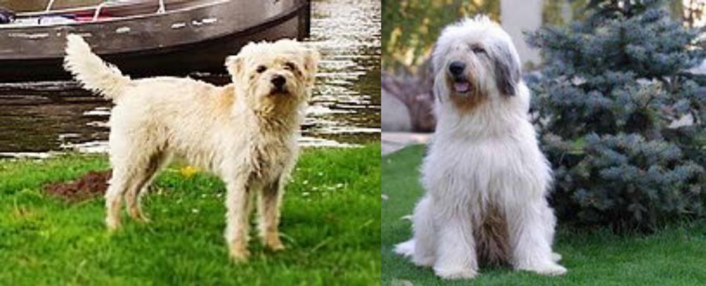Mioritic Sheepdog vs Dutch Smoushond - Breed Comparison