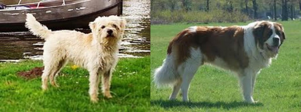 Moscow Watchdog vs Dutch Smoushond - Breed Comparison