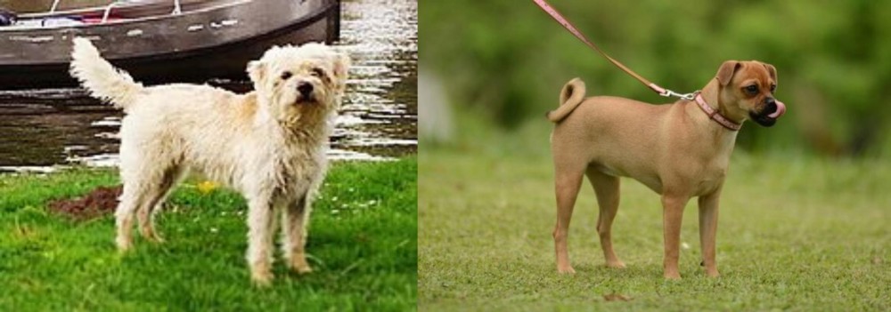Muggin vs Dutch Smoushond - Breed Comparison