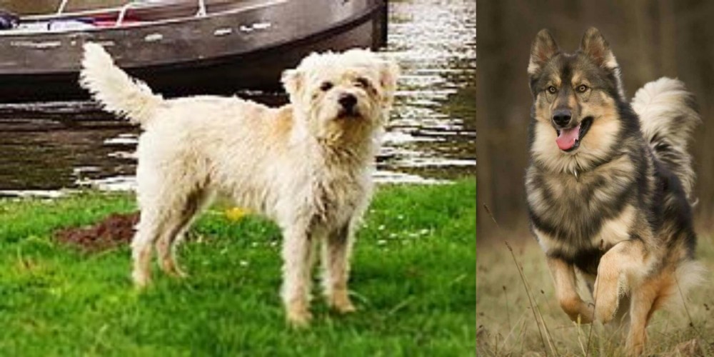 Native American Indian Dog vs Dutch Smoushond - Breed Comparison