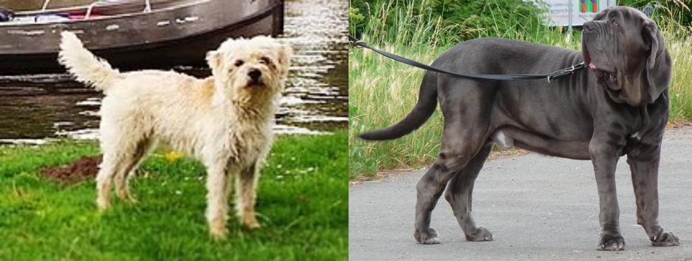 Neapolitan Mastiff vs Dutch Smoushond - Breed Comparison