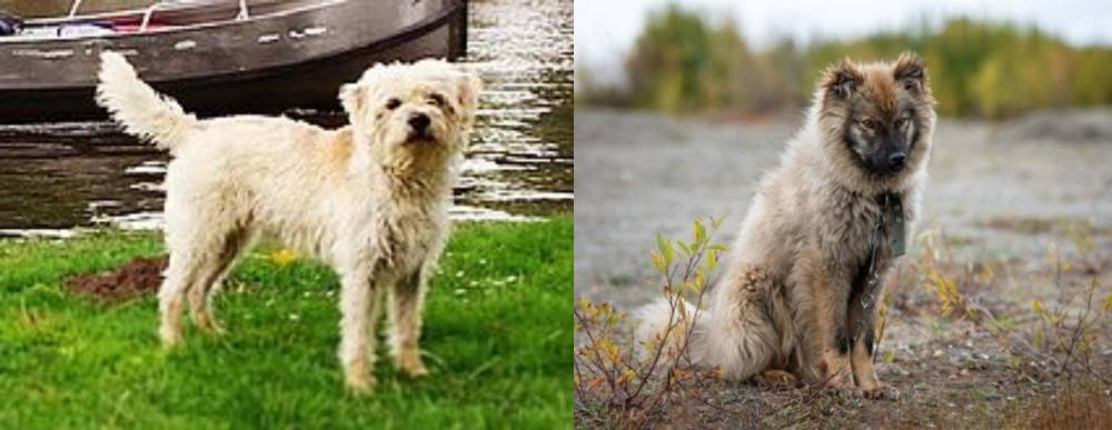Nenets Herding Laika vs Dutch Smoushond - Breed Comparison