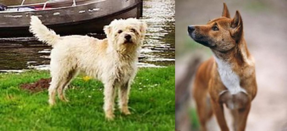 New Guinea Singing Dog vs Dutch Smoushond - Breed Comparison